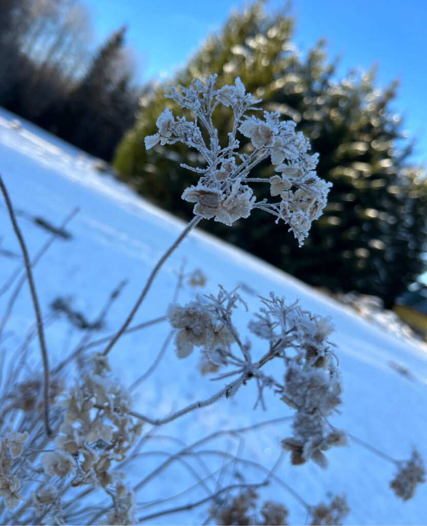 Härmatisega kaetud kuivanud lilled lumisel maastikul sinise taeva taustal.