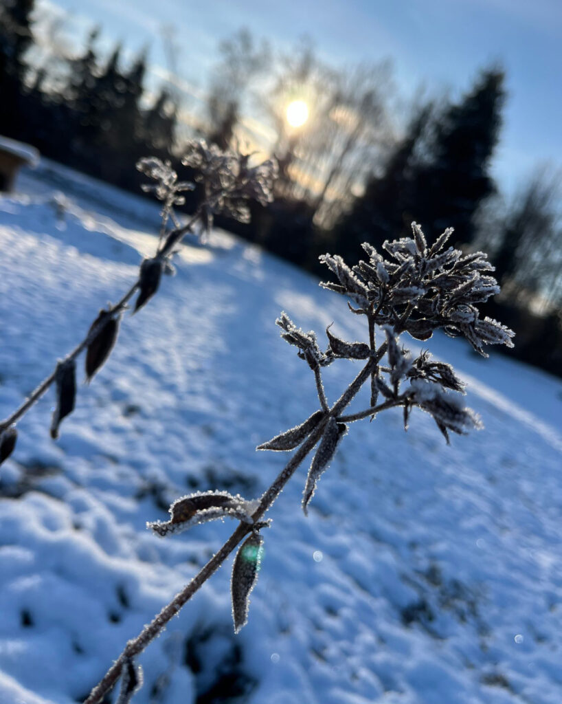 Härmatisega kaetud taim päikesepaistelisel talvepäeval lumisel väljal.