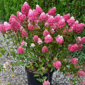 Hydrangea paniculata ‘Framboisine’ (Samarskaya Lydia) hortensia erksate roosade ja valgete õisikutega.