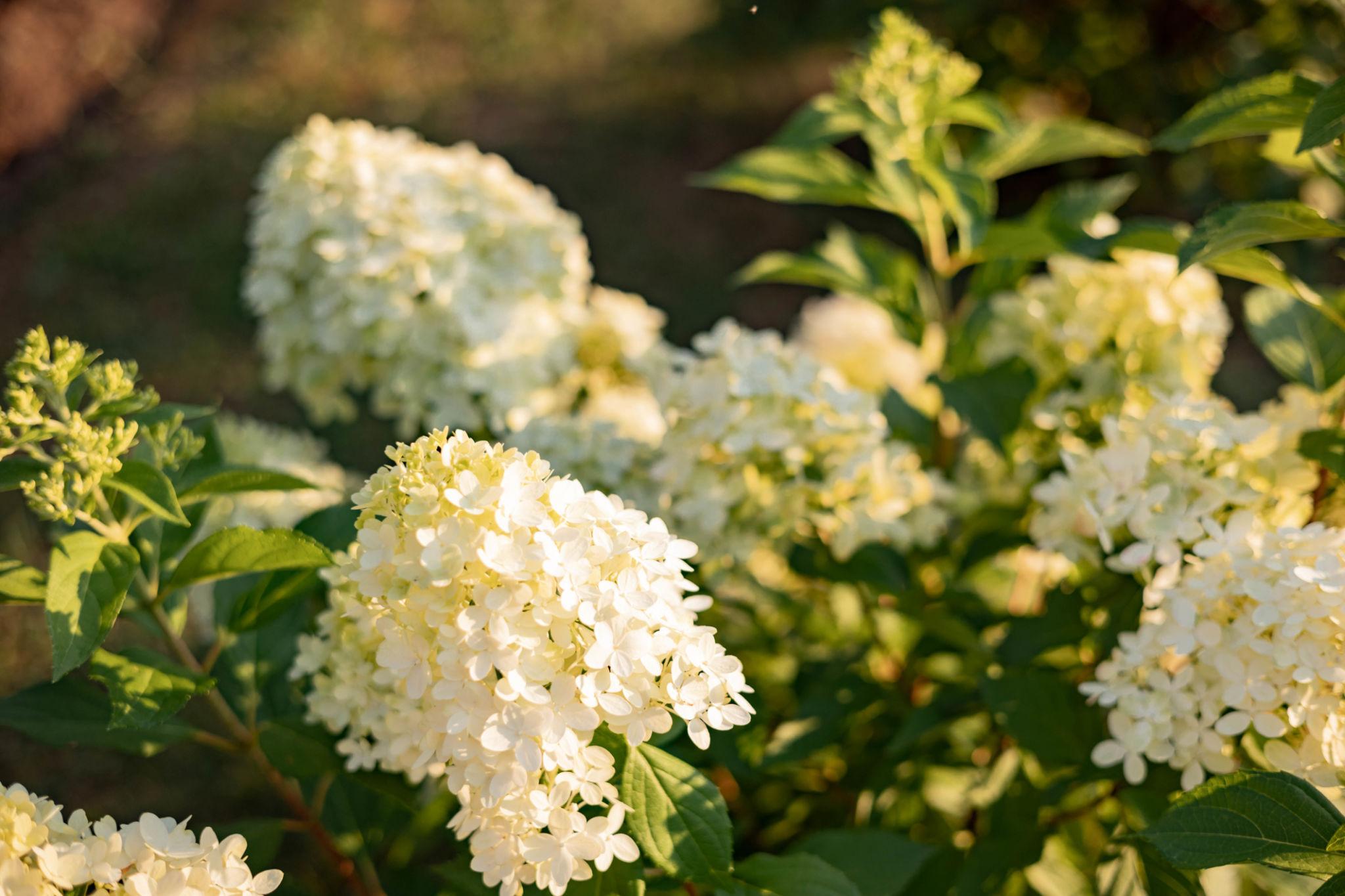 Hydrangea paniculata ‘Limelight’ aedhortensia suurte heleroheliste kuni valgete õisikutega põõsas.