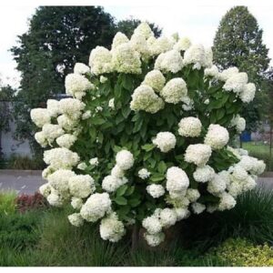 Hydrangea paniculata ‘Limelight’ aedhortensia suurte heleroheliste kuni valgete õisikutega põõsas.
