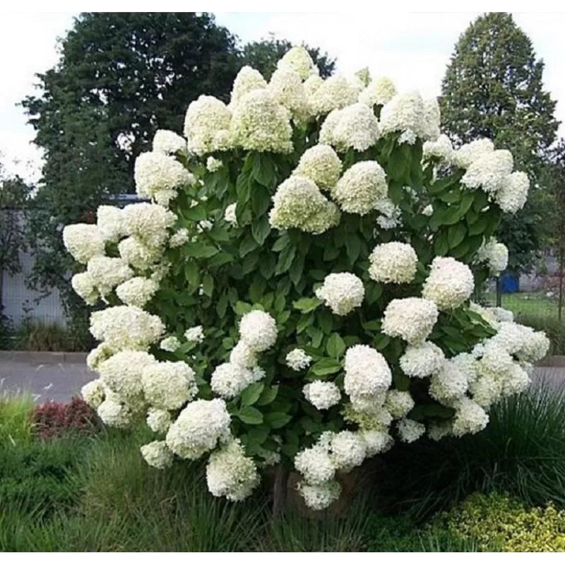 Hydrangea paniculata ‘Limelight’ aedhortensia suurte heleroheliste kuni valgete õisikutega põõsas.