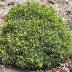 Picea glauca ‘Alberta Globe’ Kanada kuusk ümar kääbusvorm tiheda rohelise okastikuga.