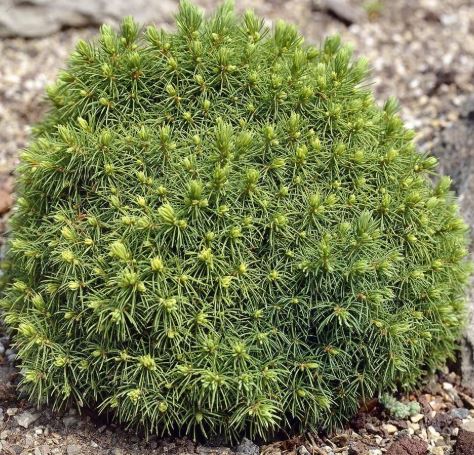 Picea glauca ‘Alberta Globe’ Kanada kuusk ümar kääbusvorm tiheda rohelise okastikuga.