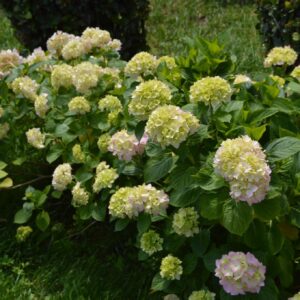 Hydrangea paniculata ‘Bee Green’ hortensia roheliste ja kergelt roosakate õisikutega lähivaates