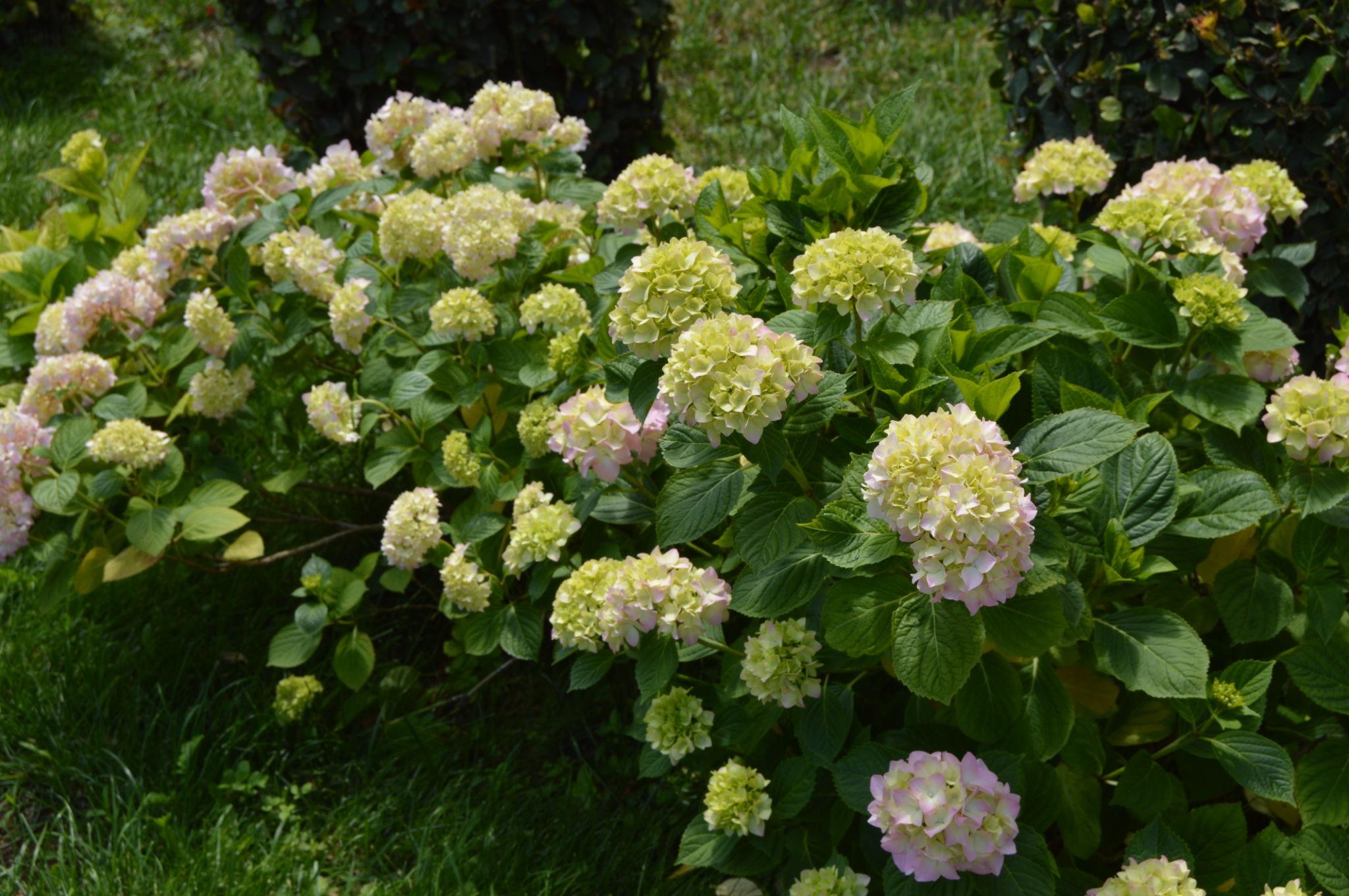 Hydrangea paniculata ‘Bee Green’ hortensia roheliste ja kergelt roosakate õisikutega lähivaates