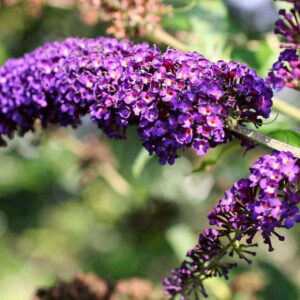 Buddleja davidii ‘Black Knight’ suvelilla tumelillade õiekobaratega dekoratiivne põõsas.