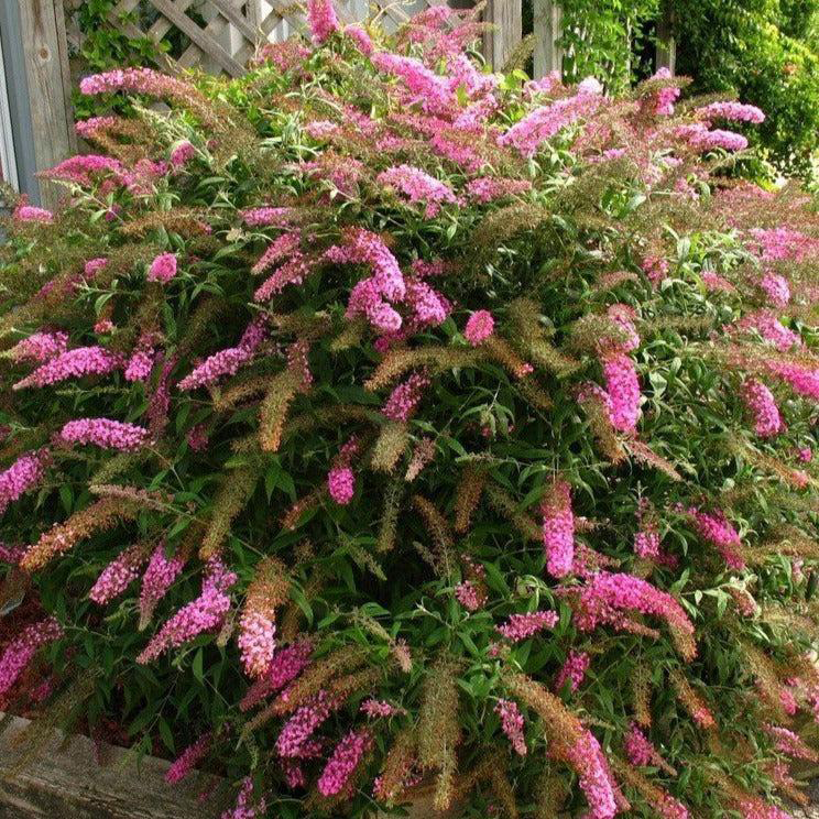 Buddleja davidii ‘Pink Delight’ suvelilla suurte erkroosade õiekobaratega dekoratiivne põõsas.