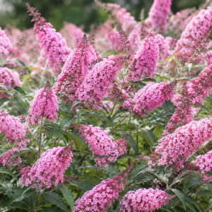 Buddleja davidii ‘Pink Panther’ suvelilla erkroosade õiekobaratega dekoratiivne põõsas.