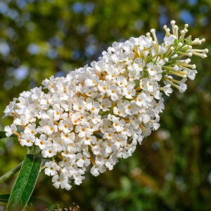 Buddleja davidii ‘White Profusion’ suvelilla pikkade valgete õiekobaratega dekoratiivne põõsas.