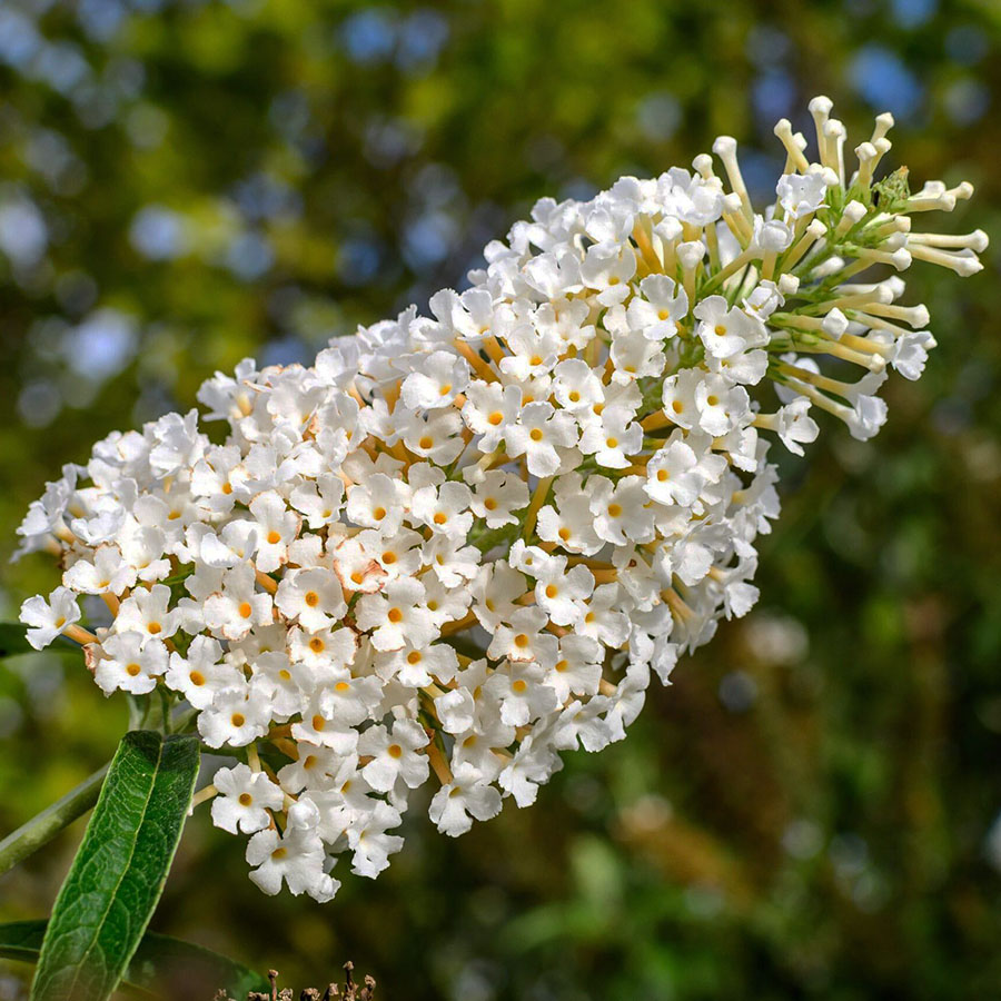 Buddleja davidii ‘White Profusion’ suvelilla pikkade valgete õiekobaratega dekoratiivne põõsas.