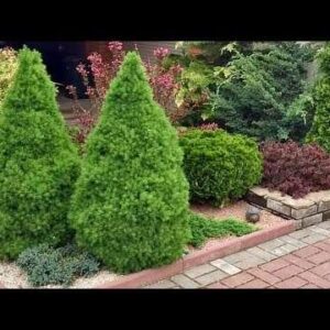 Picea glauca ‘Conica’ Kanada kuusk aias kasvamas dekoratiivse koonilise vormiga.
