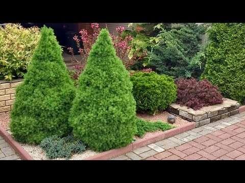 Picea glauca ‘Conica’ Kanada kuusk aias kasvamas dekoratiivse koonilise vormiga.