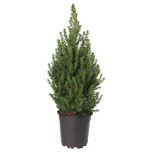 Picea glauca ‘Conica Perfecta’ Kanada kuusk kitsalt koonilise kujuga tiheda rohelise okastikuga.