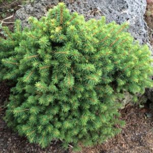 Picea glauca ‘Cy’s Wonder’ Kanada kuusk kompaktse koonilise kujuga ja tiheda rohelise okastikuga.