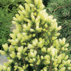 Picea glauca ‘Daisy’s White’ Kanada kuusk heledate kreemikaskollaste noorte võrsetega koonilisel puul.