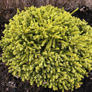 Picea glauca ‘Dendrofarma Gold’ Kanada kuusk madala ümarapoolse kujuga ja kollakasrohelise okastikuga.