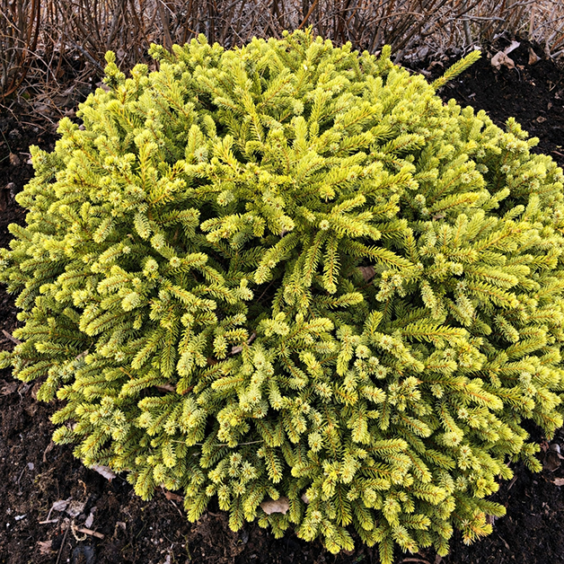 Picea glauca ‘Dendrofarma Gold’ Kanada kuusk madala ümarapoolse kujuga ja kollakasrohelise okastikuga.