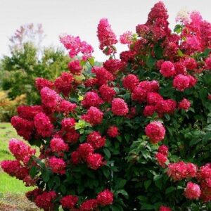 Hydrangea paniculata ‘Diamant Rouge’ hortensia sügavroosade ja punakate õisikutega aias.