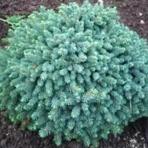 Picea glauca ‘Echiniformis’ Kanada kuusk madala ja padjakujulise kasvuga tiheda rohelise okastikuga.