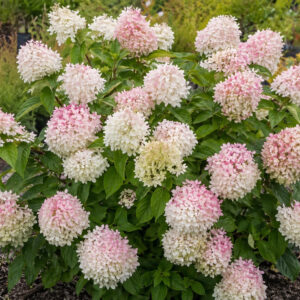 Hydrangea paniculata ‘Grandiflora’ hortensia suurte valgete õisikutega, mis muutuvad roosakaks