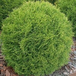 Thuja occidentalis ‘Danica’ harilik elupuu madal ümar tihe roheline põõsas.