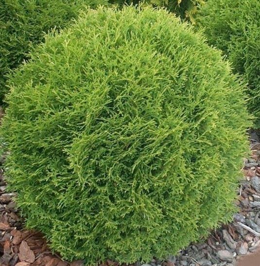 Thuja occidentalis ‘Danica’ harilik elupuu madal ümar tihe roheline põõsas.