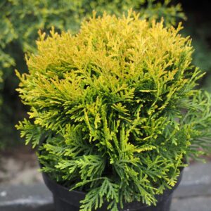 Thuja occidentalis ‘Golden Ball’ harilik elupuu kollakasrohelise ümmarguse kasvukujuga põõsas.