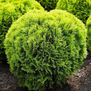 Thuja occidentalis ‘Mirjam’ harilik elupuu erkrohelise ümmarguse kasvukujuga põõsas.