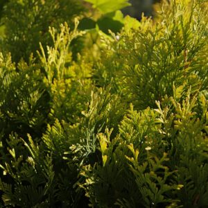 Thuja occidentalis ‘Supernova’ harilik elupuu kuldsete võrsetippudega lähivaates.