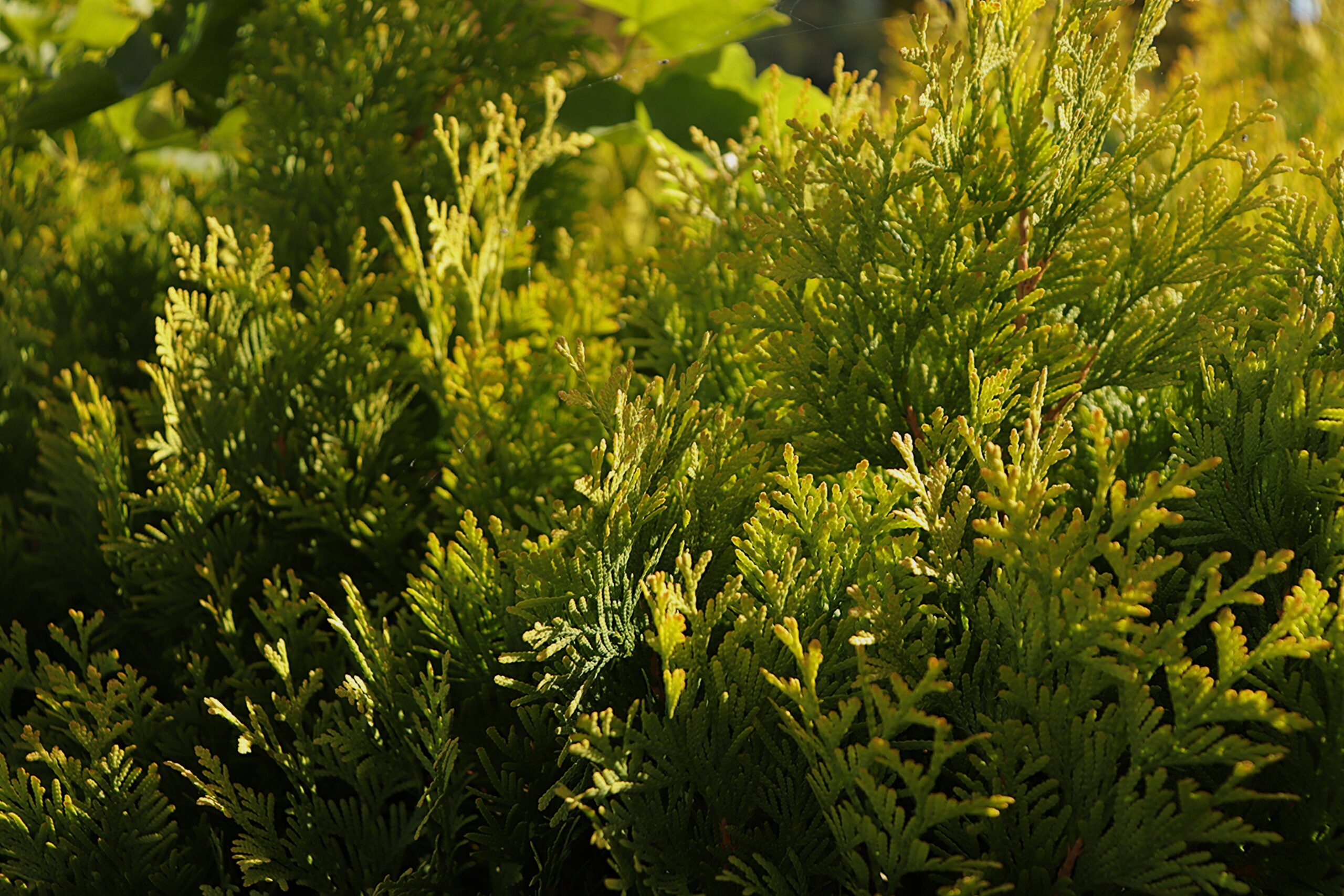 Thuja occidentalis ‘Supernova’ harilik elupuu kuldsete võrsetippudega lähivaates.