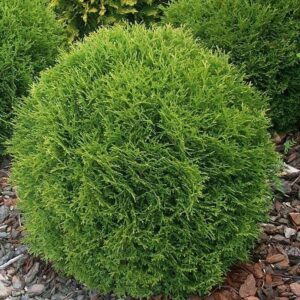 Thuja occidentalis ‘Tiny Tim’ harilik elupuu madal ümar tihe roheline põõsas.