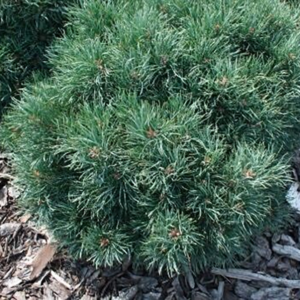 Pinus sylvestris ‘Frensham’ harilik mänd kompaktse ümarapoolse kasvukujuga ja roheliste okastega.