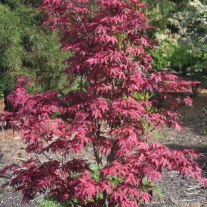 Acer palmatum ‘Amagi-shigure’ jaapani vaher roosakaspunase õrna lehestikuga puu.