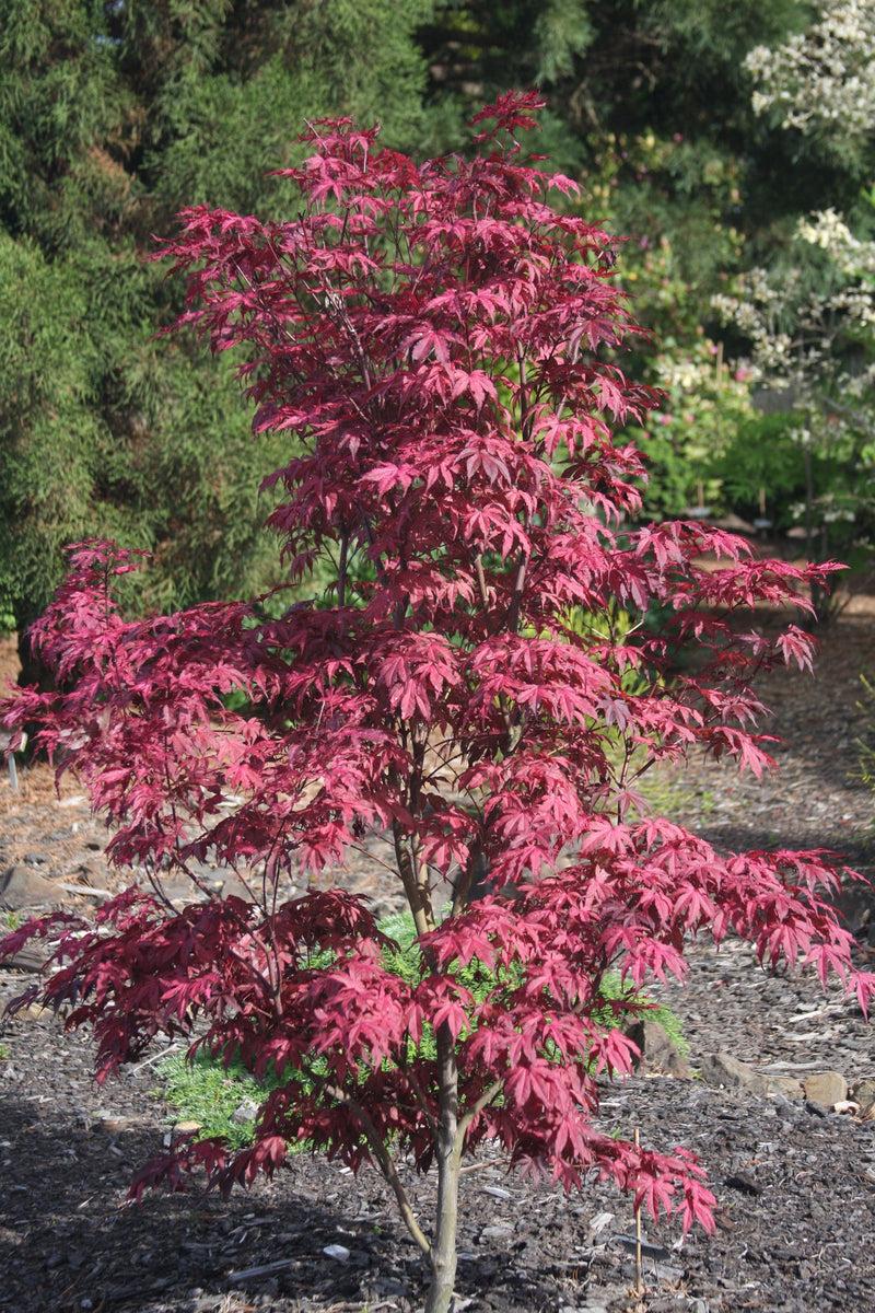 Acer palmatum ‘Amagi-shigure’ jaapani vaher roosakaspunase õrna lehestikuga puu.