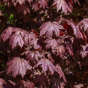 Acer palmatum ‘Crimson Sentry’ jaapani vaher kitsalt püstise kasvukujuga tumepunase lehestikuga.