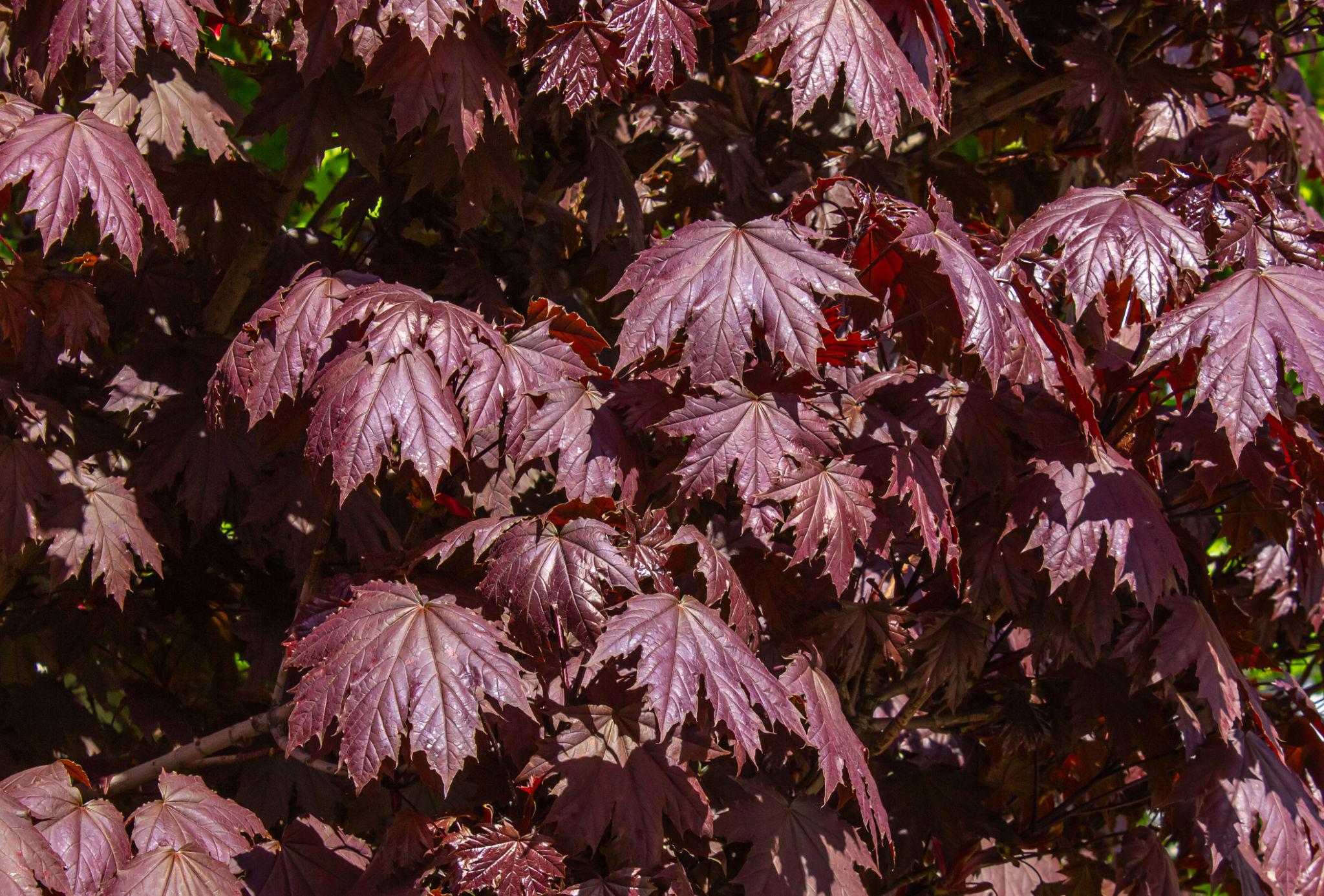 Acer palmatum ‘Crimson Sentry’ jaapani vaher kitsalt püstise kasvukujuga tumepunase lehestikuga.