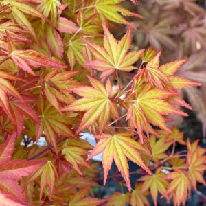 Acer palmatum ‘Akane’ jaapani vaher oranžikaspunase lehestikuga.