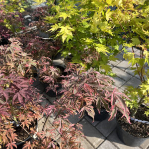 Acer palmatum ‘Geisha Gone Wild’ jaapani vaher kirju roosa, punase ja kreemika lehestikuga.