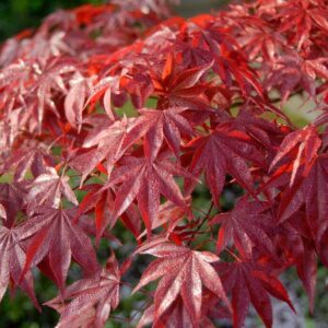 Acer palmatum ‘Red Emperor’ jaapani vaher tumepunase lehestikuga laiuva kasvukujuga.