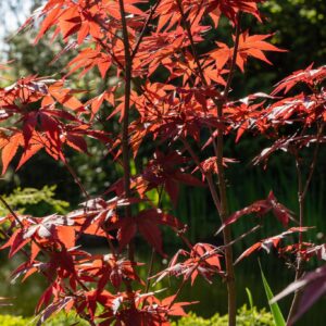 Acer palmatum ‘Twombly’s Red Sentinel’ jaapani vaher kitsas ja püstine tumepunase lehestikuga puu.