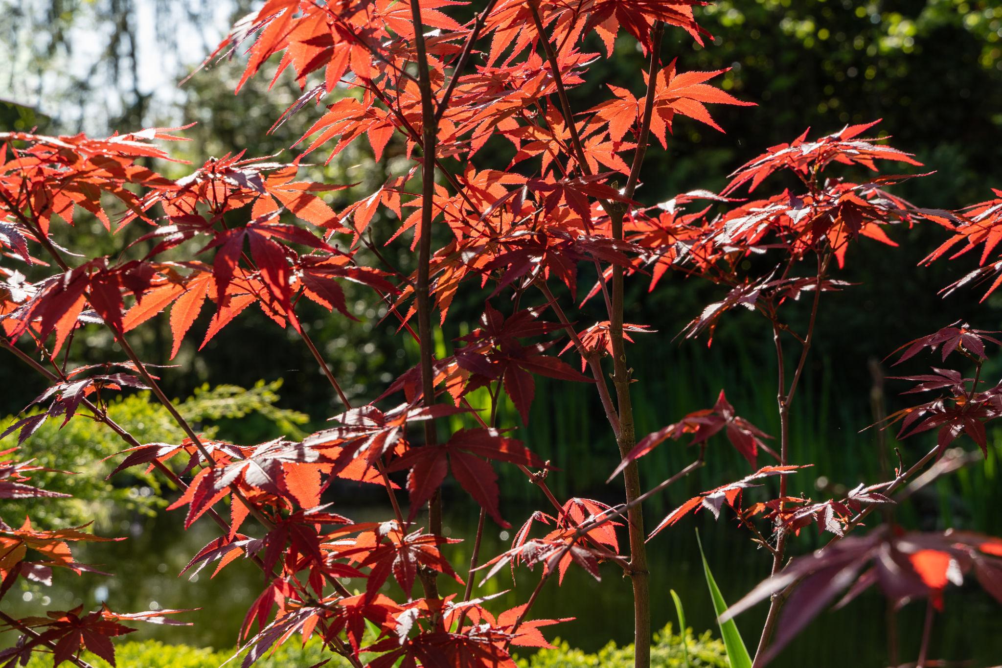 Acer palmatum ‘Twombly’s Red Sentinel’ jaapani vaher kitsas ja püstine tumepunase lehestikuga puu.