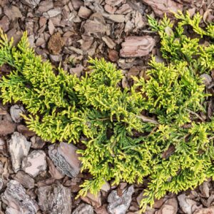 Juniperus horizontalis ‘Golden Carpet’ roomav kadakas kollakasrohelise tiheda okastikuga pinnakattetaim.