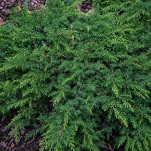Juniperus communis ‘Green Carpet’ harilik kadakas madala ja laiuva kasvukujuga rohelise okastikuga pinnakattetaim.