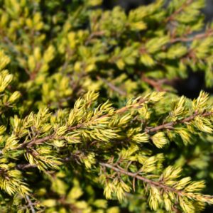 Juniperus communis ‘Goldschatz’ harilik kadakas kollakasrohelise tiheda okastikuga.