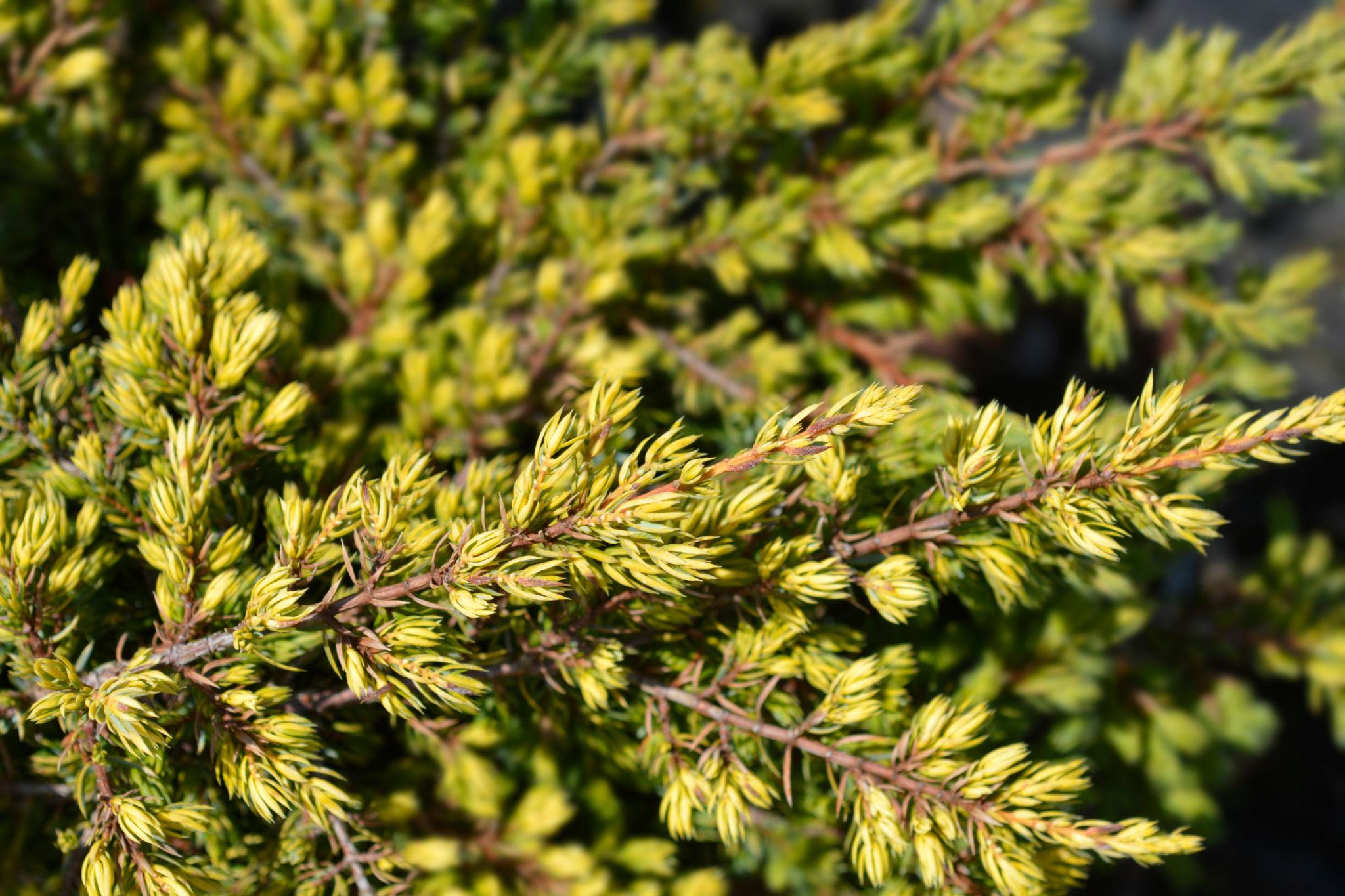 Juniperus communis ‘Goldschatz’ harilik kadakas kollakasrohelise tiheda okastikuga.