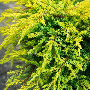 Juniperus communis ‘Lemon Carpet’ harilik kadakas kollakasrohelise okastikuga madal laiuv põõsas.