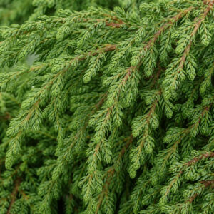 Juniperus communis ‘Zeal’ harilik kadakas tiheda rohelise okastikuga põõsas.