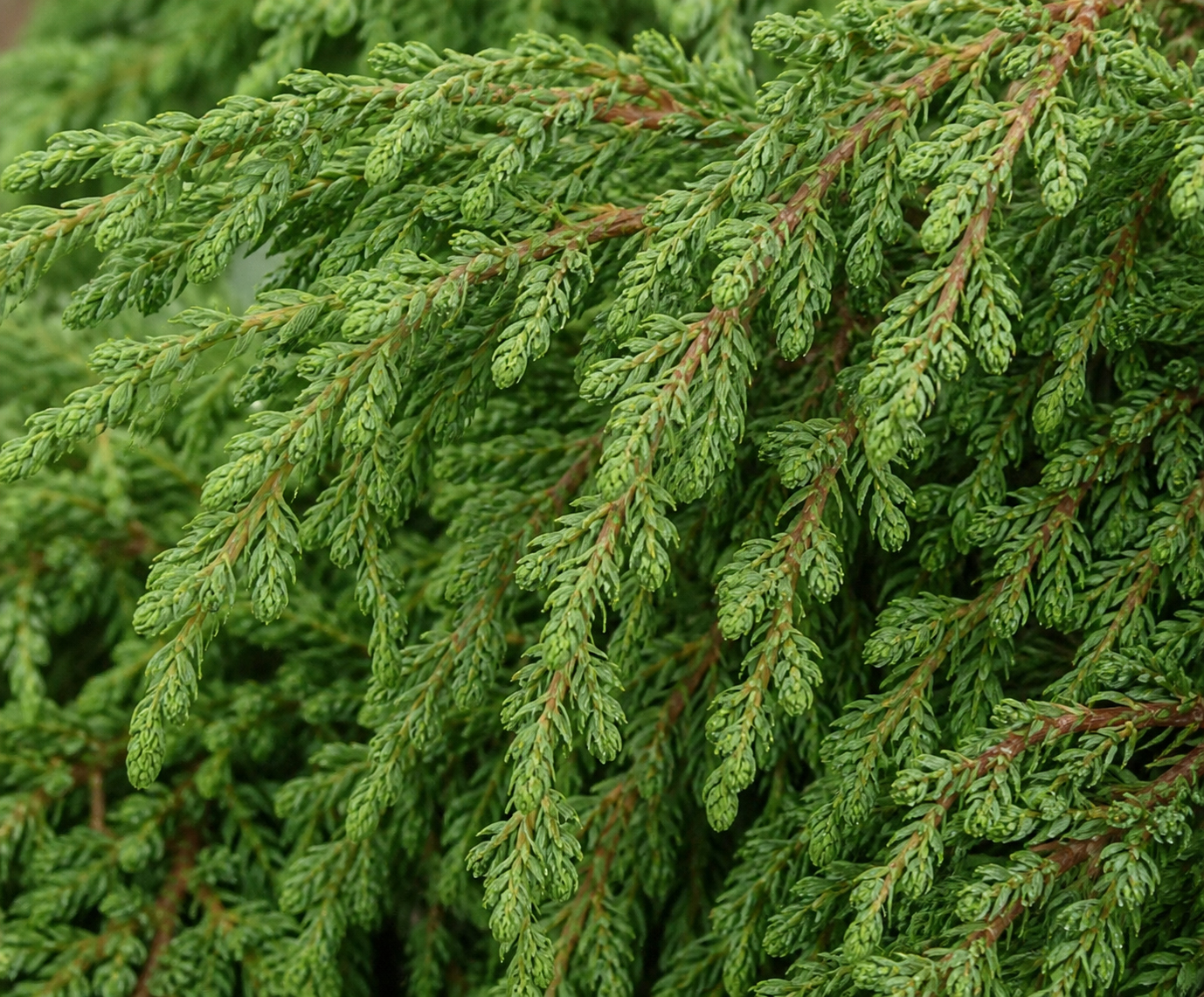 Juniperus communis ‘Zeal’ harilik kadakas tiheda rohelise okastikuga põõsas.