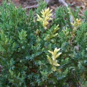 Juniperus chinensis ‘Expansa Variegata’ kadakas rohelise okastiku ja kreemikaskollaste laikudega.